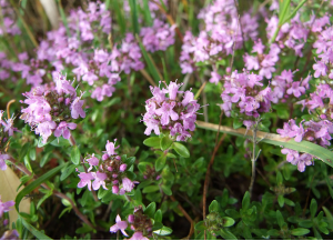 Fiore-di-timo-