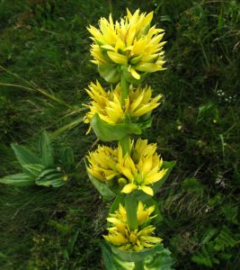 Gentiana%20lutea%20Petit%20Honeck%205-7-11%20071