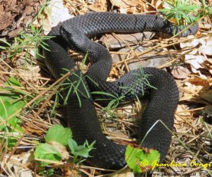 Rara Vipera aspis hugyi melanica nel Parco Naz. della Sila - ph Gianluca Congi