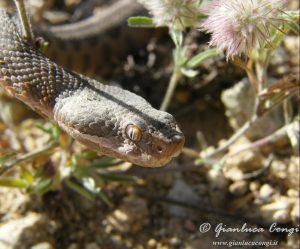 Primo piano del capo di una Vipera aspis hugyi - ph Gianluca Congi