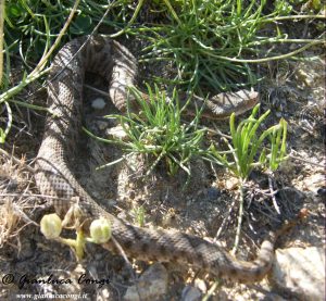 Vipera aspis hugyi (Sila) -  ph Gianluca Congi 