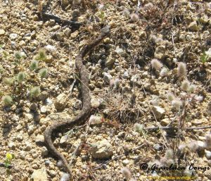 Vipera a. hugyi in una prateria a circa 1500 metri in Sila - ph Gianluca Congi