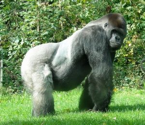 Gorilla_di_Pianura_Occidentale