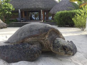 Te Mana O Te Moana