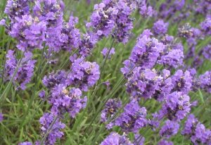 Lavanda