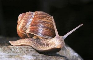 Lumaca