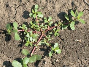 Portulaca-Oleracea