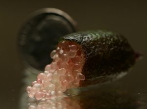 caviale agrumi