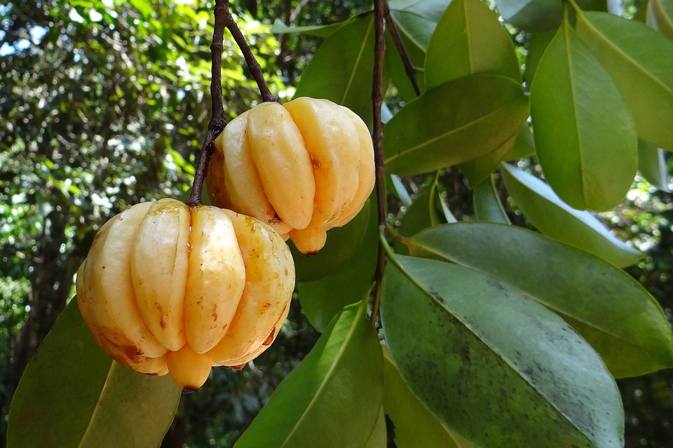 garcinia cambogia esi controindicazioni