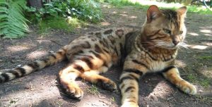 gatto leopardo