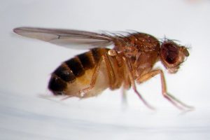 insetti moscerino