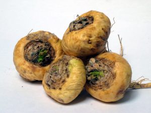 macaa