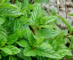 menta_1