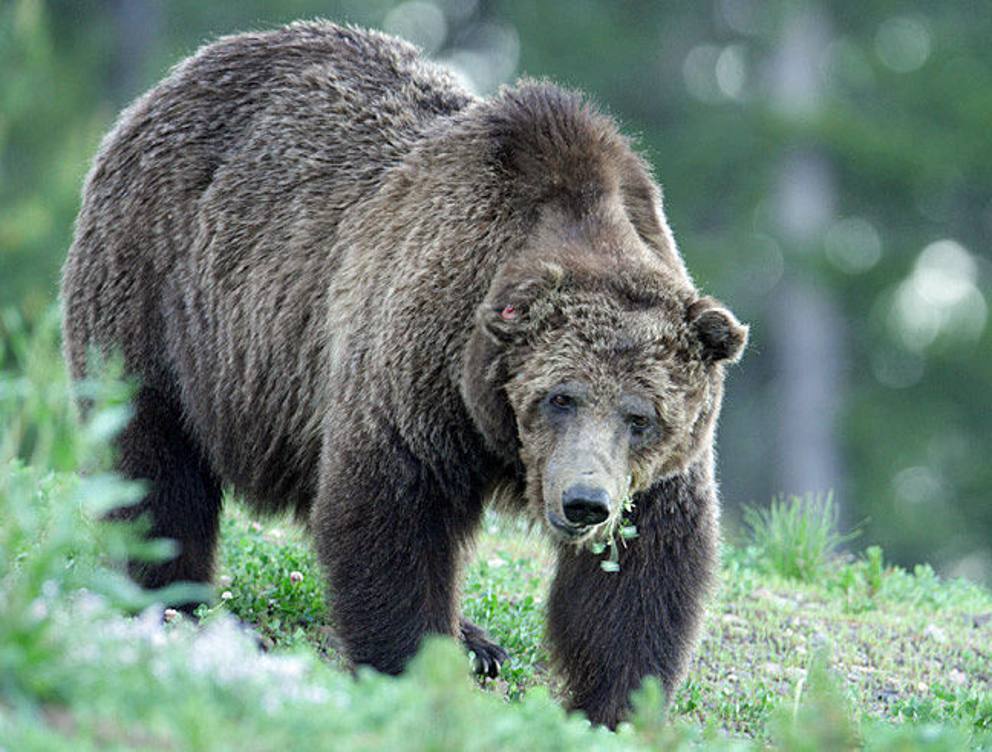 Медведь живущий в австралии. Гризли североамериканский бурый медведь. Yellowstone National Park Grizzly Bear. Yellowstone Grizzly. Гризли ноу норерорс.