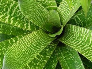 piante