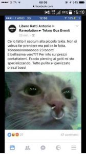 piercing naso gatto