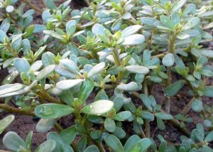 Portulaca Portulaca
