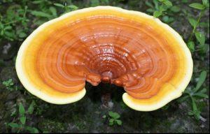 reishi1