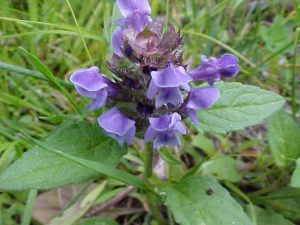 Prunella-Vulgaris-Xia-Ku-Cao-640px