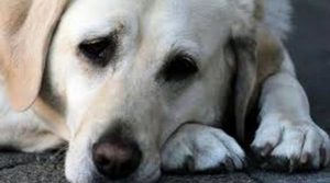 cane-veglia-per-un-giorno-il-padrone-morto-52492.660x368