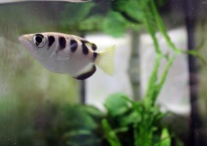 pesce arciere