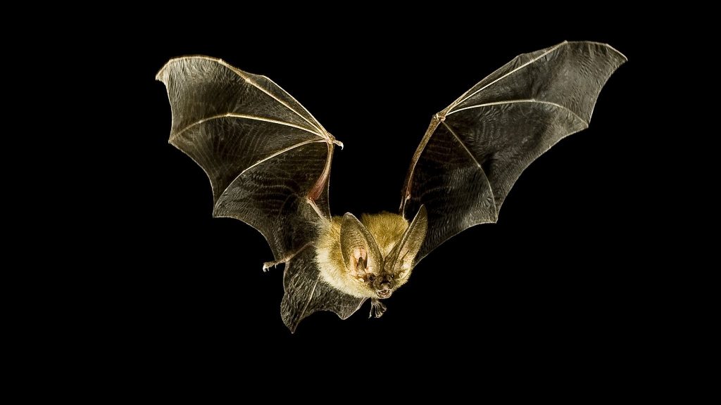 pipistrelli