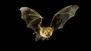 pipistrelli