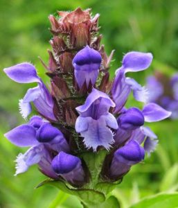 prunella-vulgaris-usi-e-proprieta-L-LJAtgj