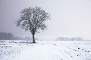 tree-407138_960_720