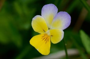 viola del pensiero