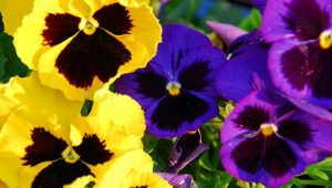 viola-del-pensiero_oggetto_editoriale_720x600