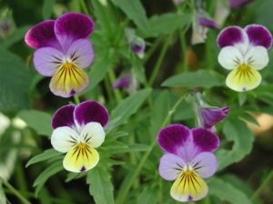 viola-pensiero