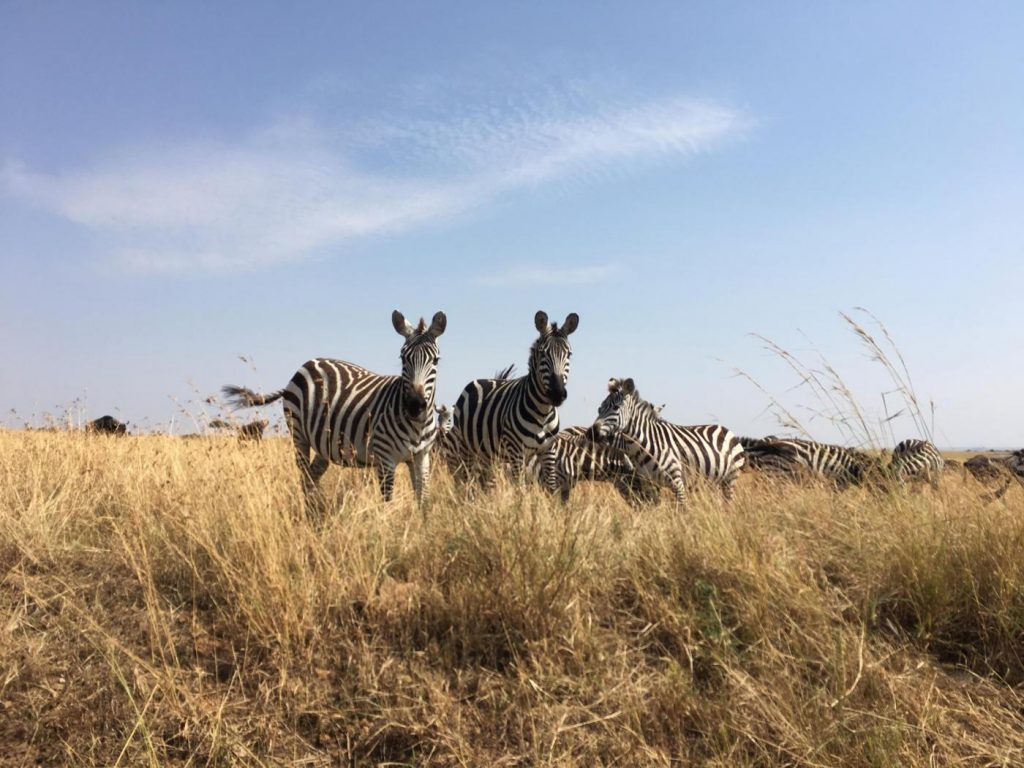 Kenya, la più grande Riserva naturale dell’Africa a Nairobi (18)