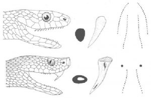MORSO VIPERA 3