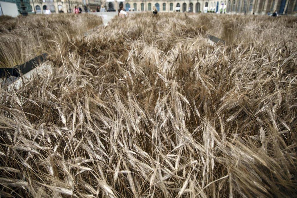 Parigi, spighe di grano a Place Vendome: è un’installazione d’arte
