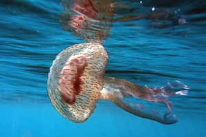 meduse