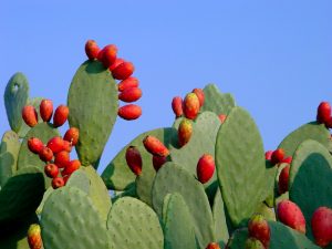FICHI D'INDIA 4