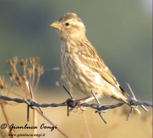Un giovane dell'anno di Passera lagia in Sila - ph Gianluca Congi
