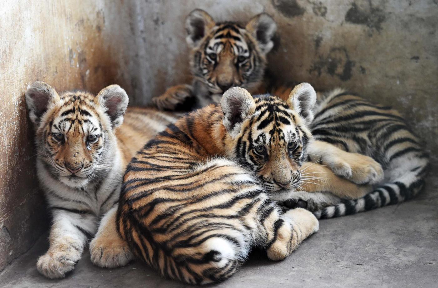 Cina Cuccioli Di Tigre Siberiana Ad Harbin GALLERY cina-cuccioli-di-tigre-siberiana-ad-harbin-gallery