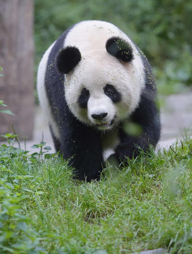 Cina, panda gigante rimesso in libertà