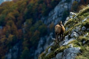 PARCO NAZIONALE ABRUZZO 2