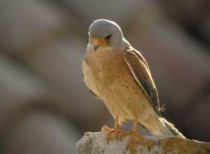 PARCO NAZIONALE ALTA MURGIA COP