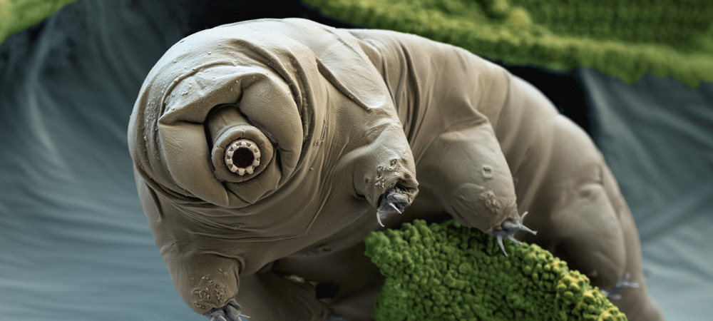 tardigradi