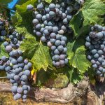 uva vendemmia