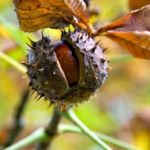 CASTAGNE D'INDIA 1