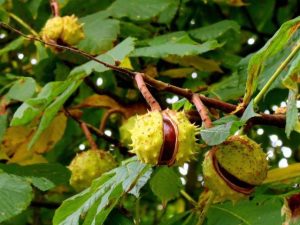 CASTAGNE D'INDIA 2