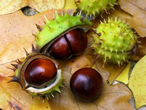 CASTAGNE D'INDIA 3