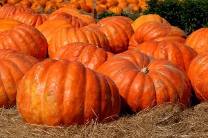 ZUCCA OTT 1