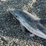 Delfino muore nelle acque dello Stretto di Messina [FOTO LIVE]