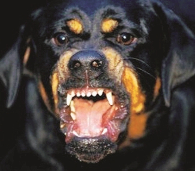 rottweiler cane